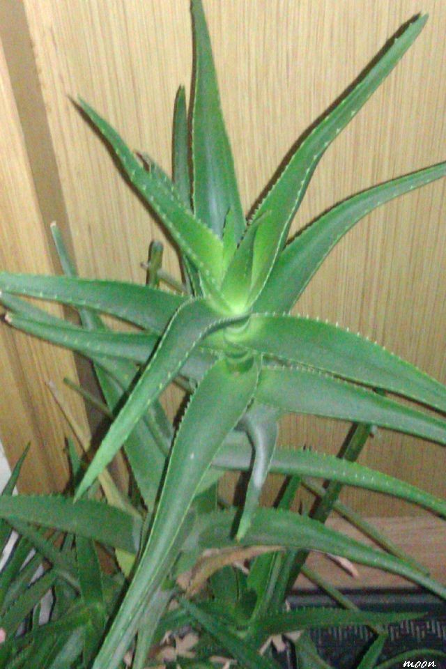 Aloja